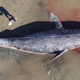 A dead grey whale in a Baja California lagoon in 2019.